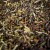 nepal mai tea first flush 2.jpg