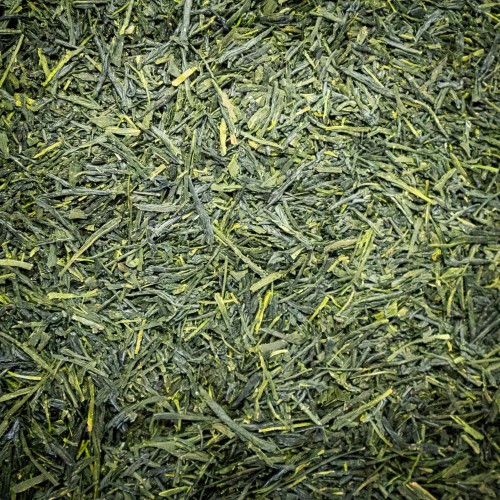 sencha kirishima.jpg