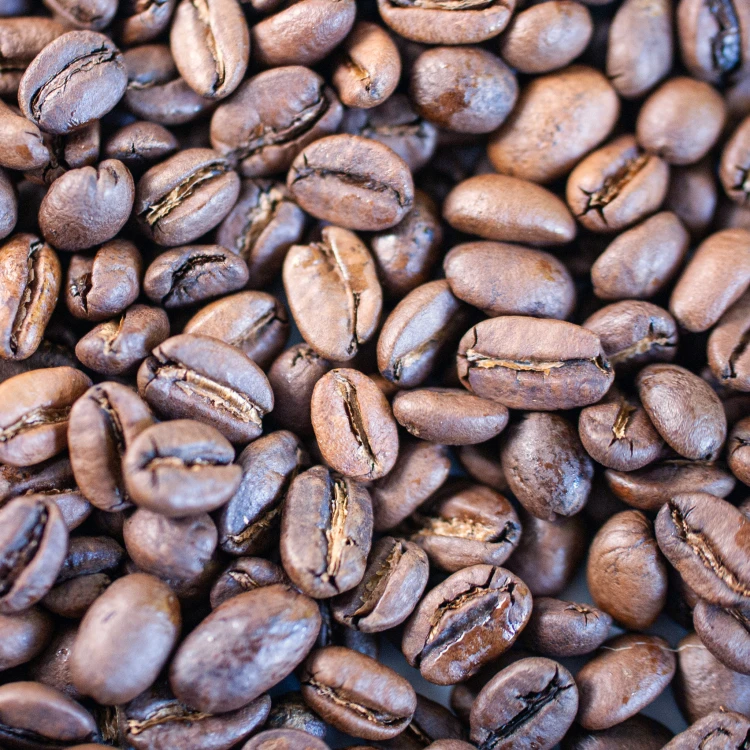 kafa forest wild grown.jpg