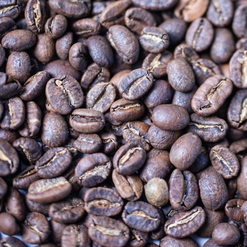 kopi luwak luz.jpg
